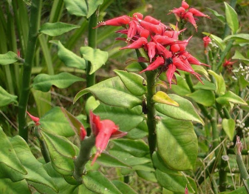 Cây Thuốc dấu. Pedilanthus tithymaloides - Cây Thuốc Nam Quanh Ta
